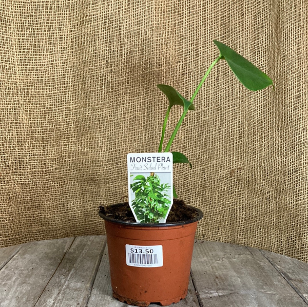 Monstera deliciosa