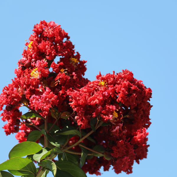 Lagerstroemia Enduring Summer Red  {Crepe Myrtle}