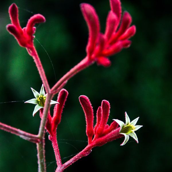 Anigozanthos Big Red