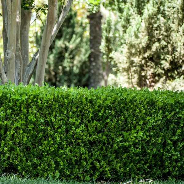 Buxus sempervirens  {English Box}