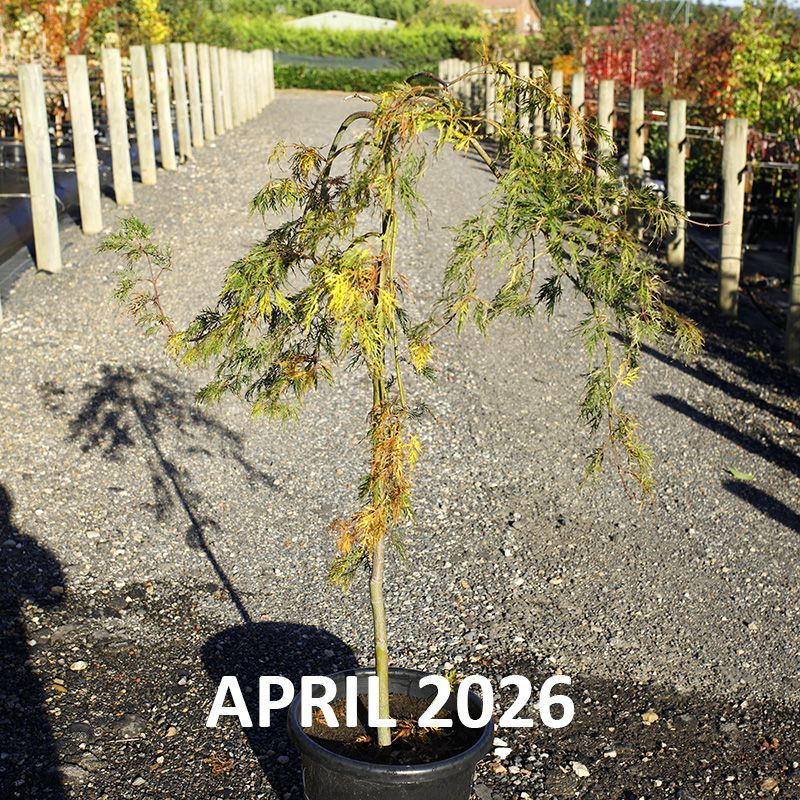 Acer palmatum dissectum Ellen