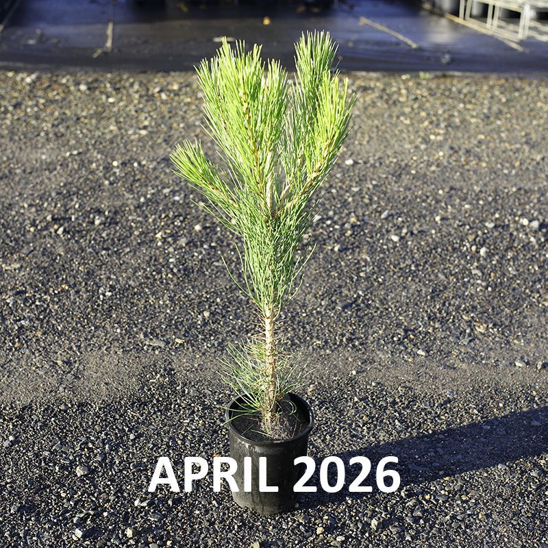 Pinus thunbergii  {Japanese Black Pine}
