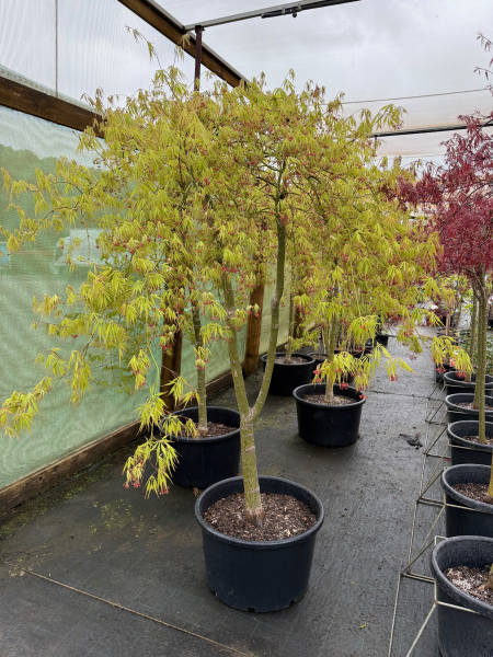 Acer palmatum dissectum Germaines Gyration