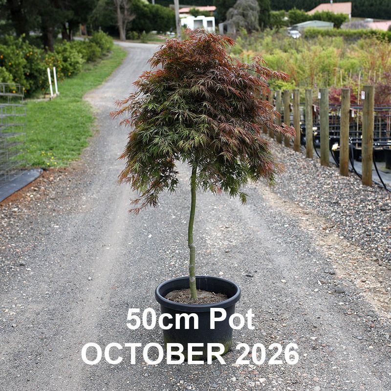 Acer palmatum dissectum Orangeola