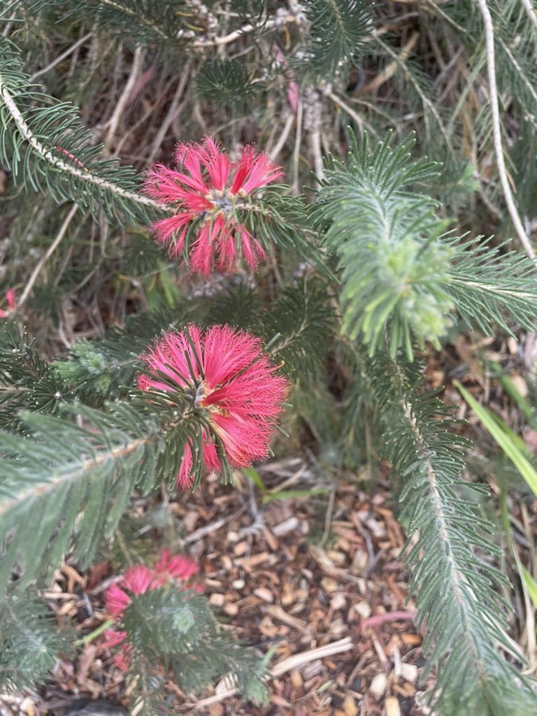 Calothamnus quadrifidus Grey | PlantUp