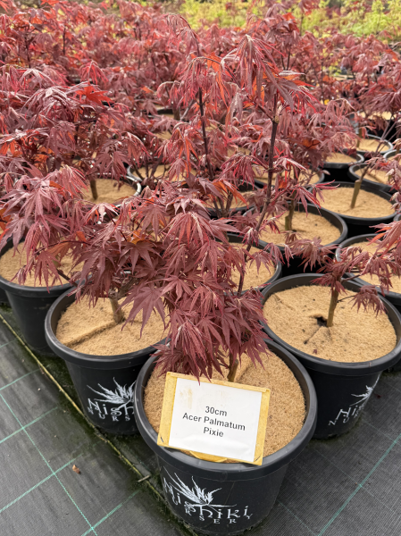 Acer palmatum Pixie