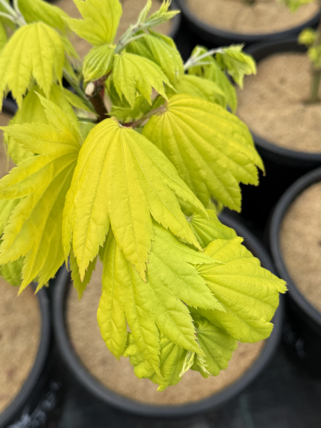 Acer shirasawanum Aureum  {Golden Full Moon Maple}