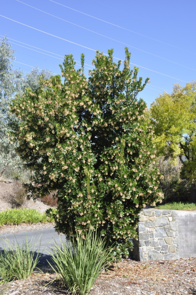 Strawberry Tree