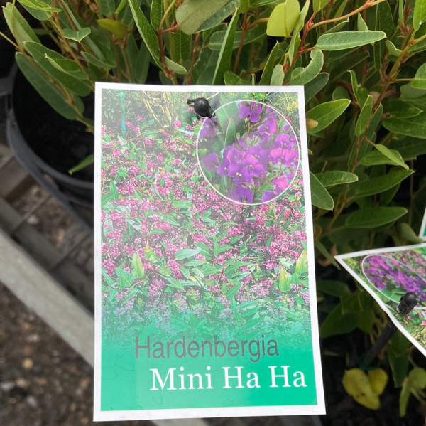 Hardenbergia violacea Mini HaHa