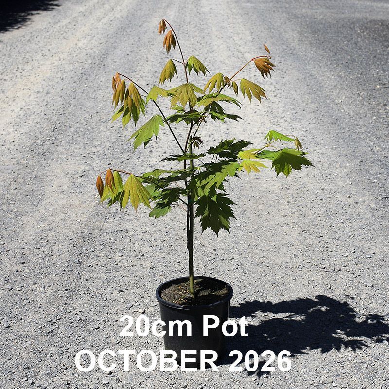 Acer japonicum Vitifolium  {Full Moon Maple}
