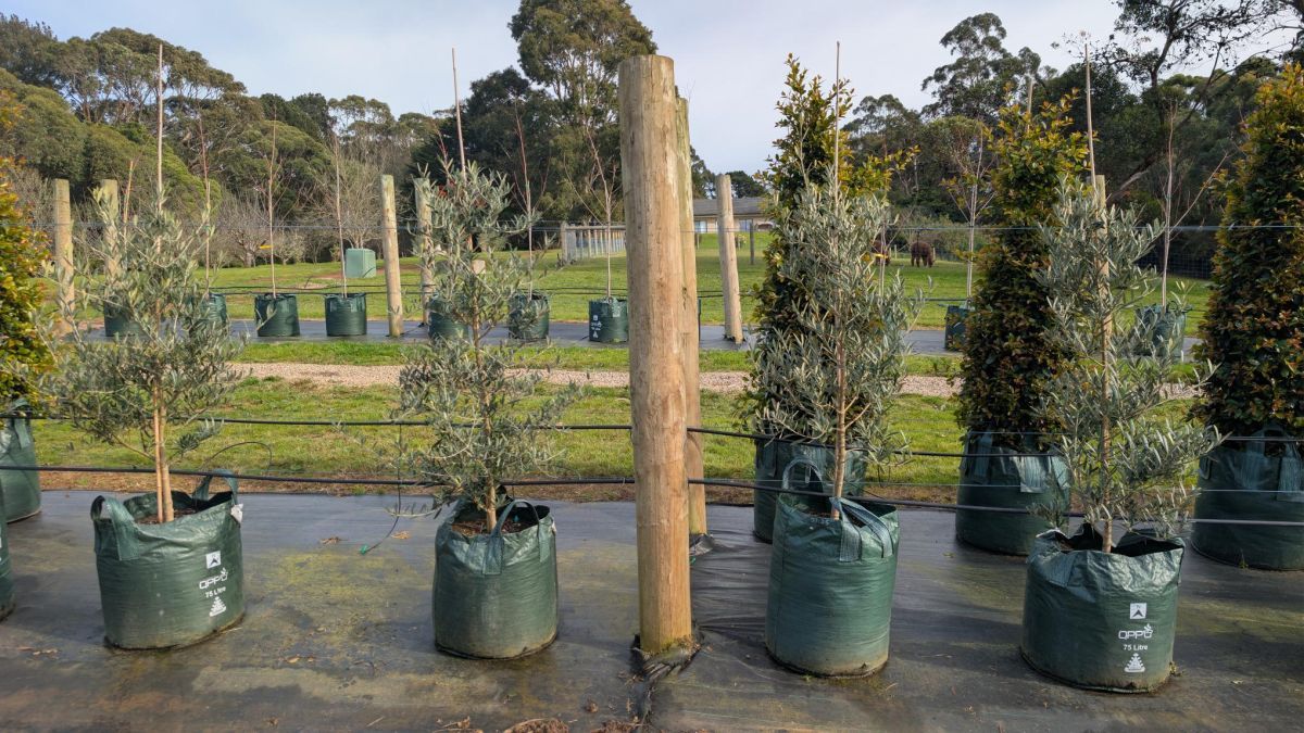 {Olive} Olea europaea Tolleys Upright