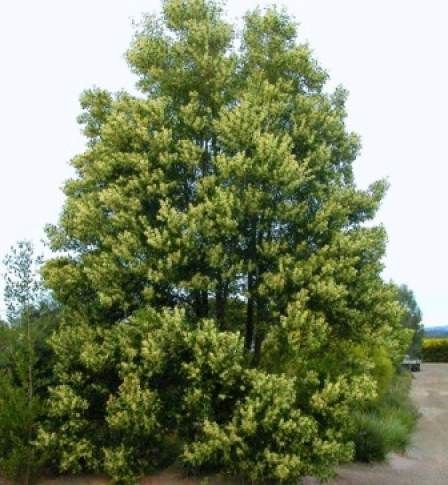 Acacia melanoxylon  {Blackwood}