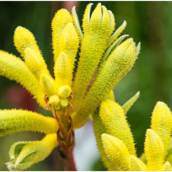 Anigozanthos Yellow Gem
