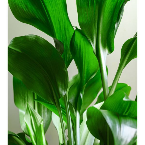 Aspidistra elatior