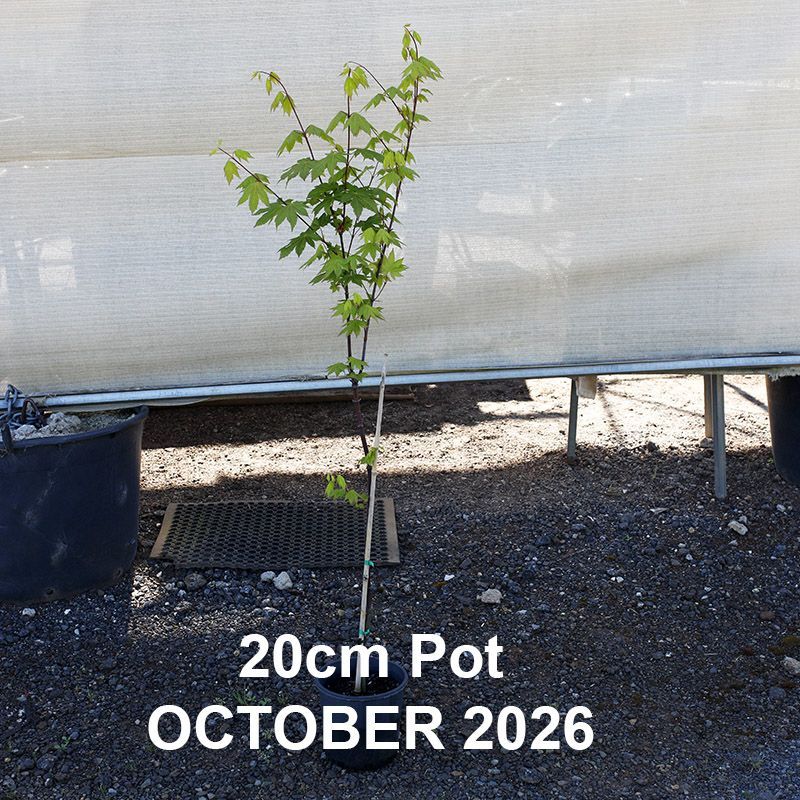Acer palmatum Herbstfeuer