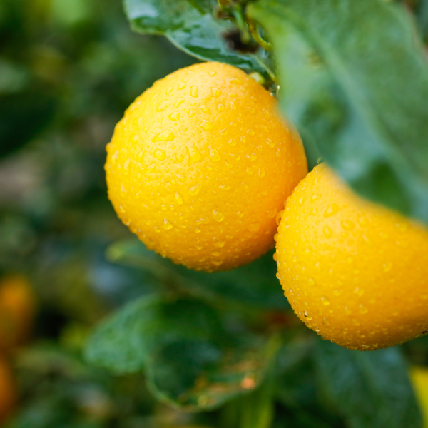 {Citrus - Lemon Meyer}  Citrus limon