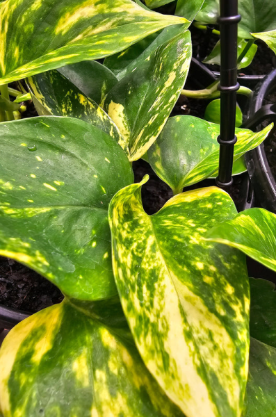 Epipremnum aureum  {Pothos - Devils Ivy}