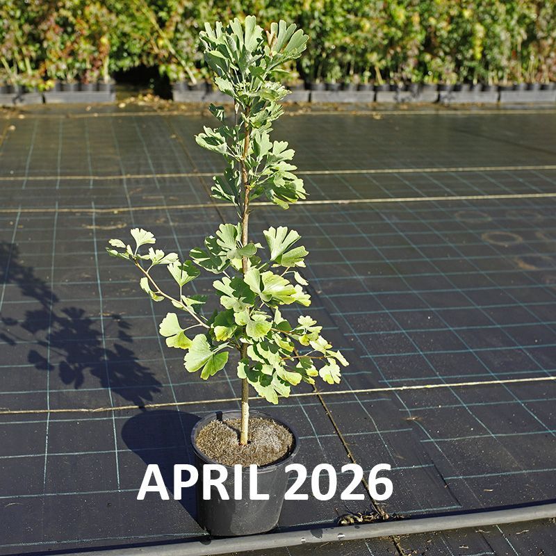 Ginkgo biloba  {Maidenhair Tree}