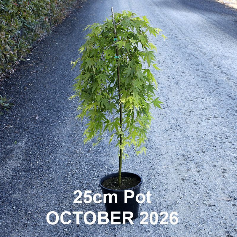 Acer palmatum Nishiki Fountain