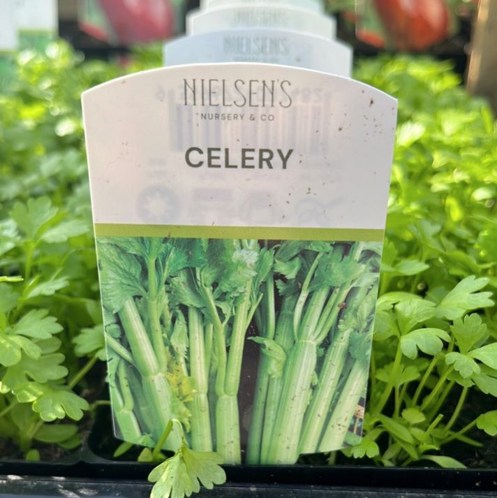 {Celery}  Apium graveolens