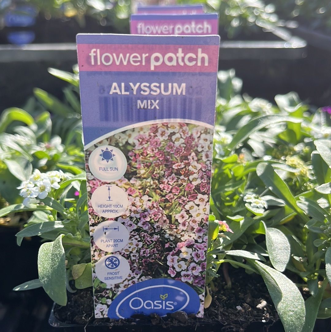 Alyssum Spp. Mix