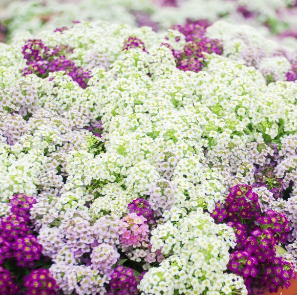 Alyssum Spp. Mix