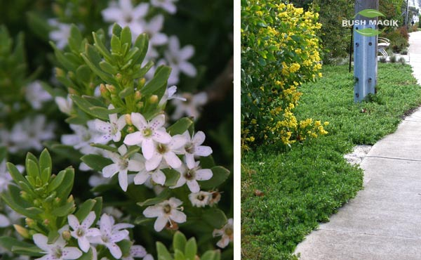 Myoporum parvifolium Garden Armour  PBR