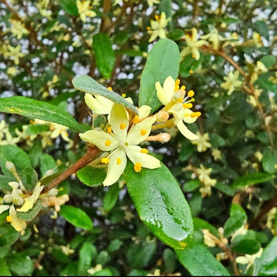 Asterolasia Lemon Essence