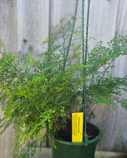 Adiantum Elegans