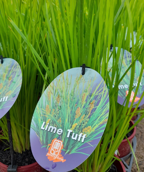 Lomandra Lime Tuff