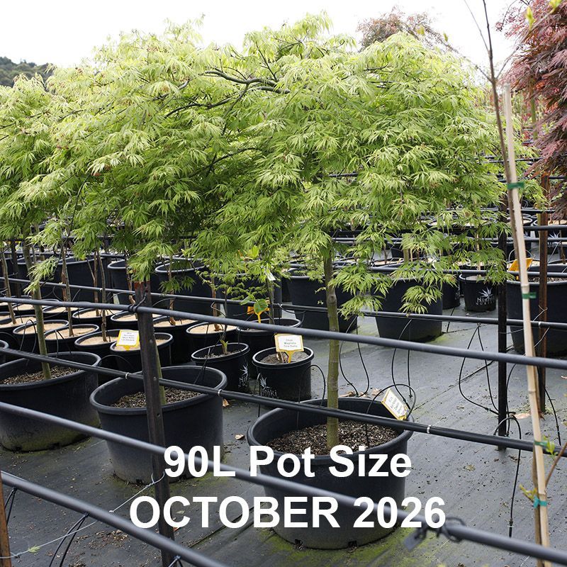 Acer palmatum dissectum Germaines Gyration