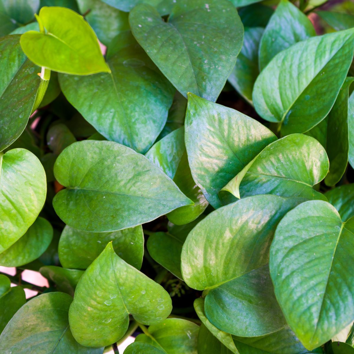 Epipremnum aureum Green Form  {Pothos - Devils Ivy}  Totem poles
