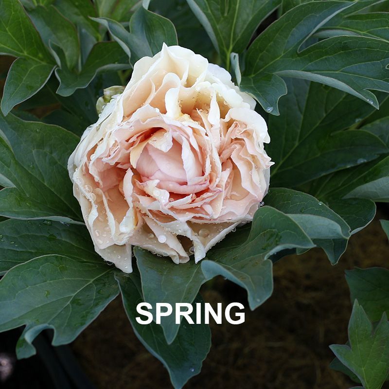 Paeonia Canary Brilliants  {Itoh Peony}