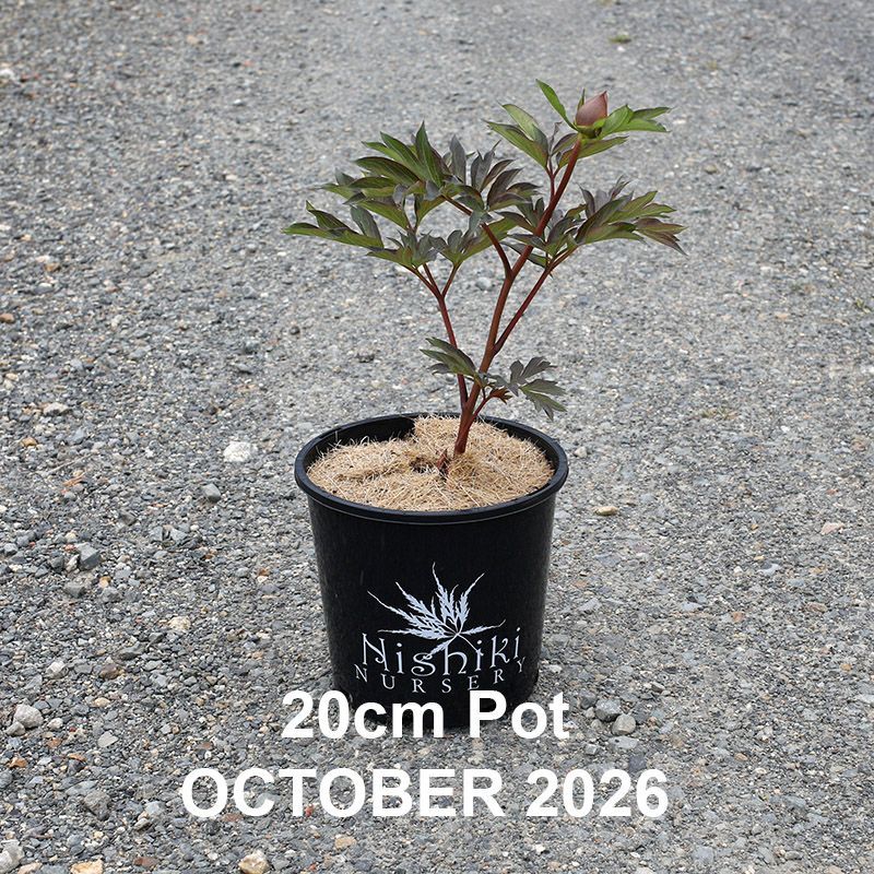 Paeonia Cora Louise  {Itoh Peony}