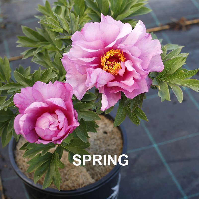 Paeonia First Arrival  {Itoh Peony}