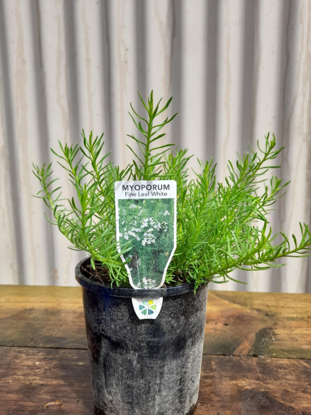 Myoporum parvifolium Fine Leaf White