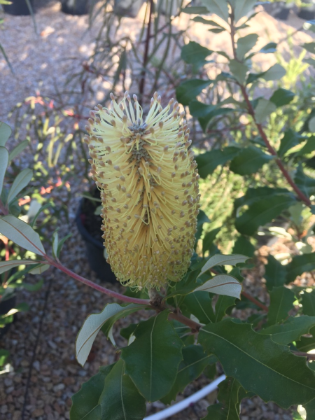 Coastal Banksia