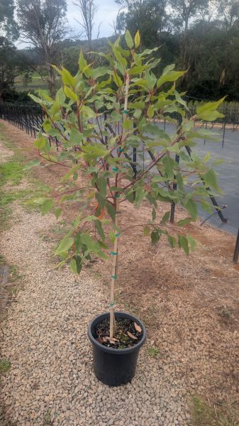 Corymbia ficifolia Wildfire