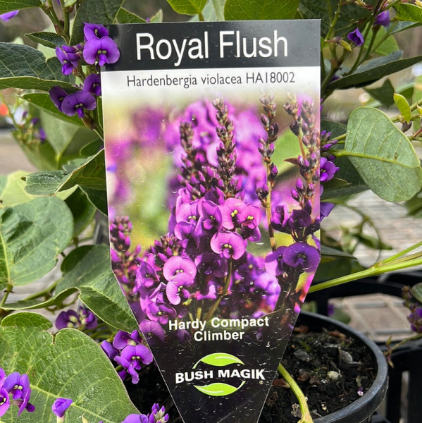Hardenbergia violacea Royal Flush