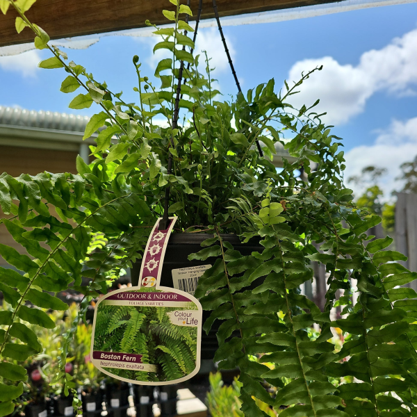 Nephrolepis exaltata Boston