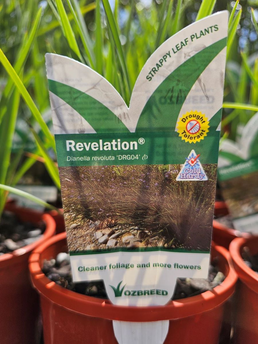 Dianella revoluta (DRG04)  PBR  REVELATION rtm