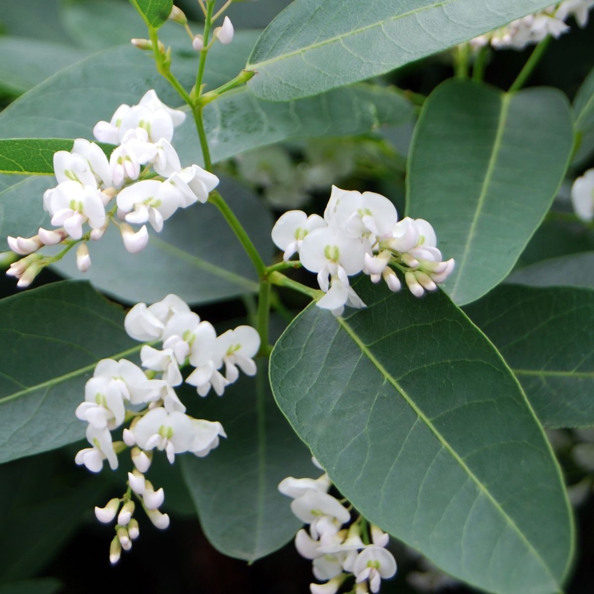 Hardenbergia White Wren