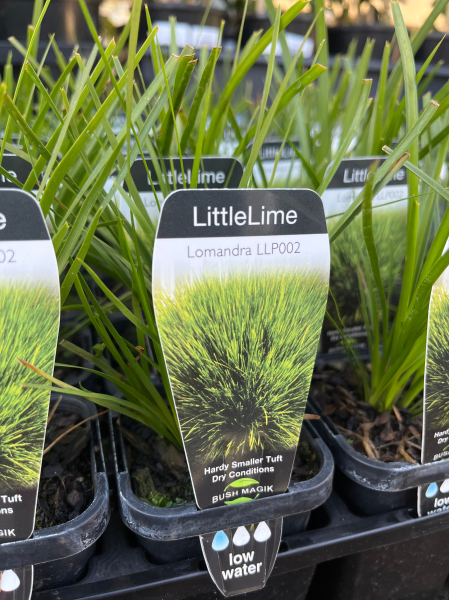 Lomandra Little Lime