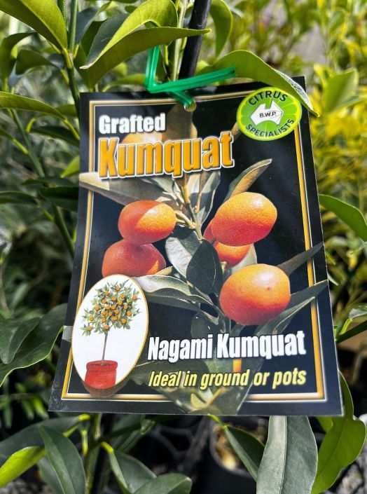 {Citrus - Kumquat Nagami} Citrus japonica Nagami (syn. Fortunella)  Grafted