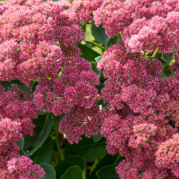 Sedum Autumn Joy