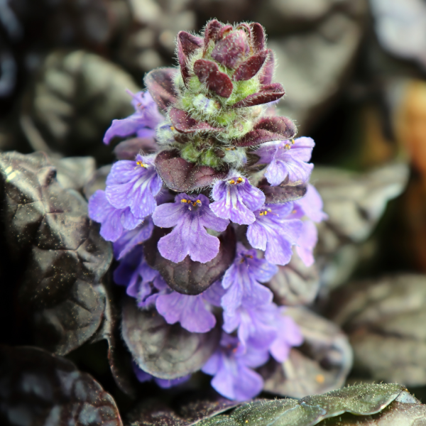 Ajuga reptans Chocolate Chip
