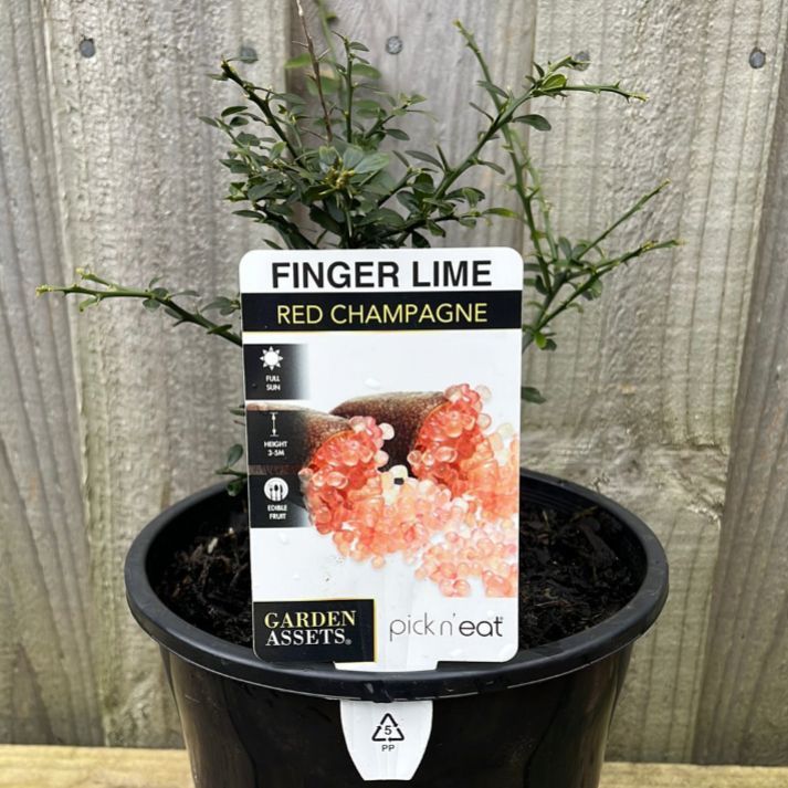 {Citrus - Finger lime Red Champagne}  Citrus australasica
