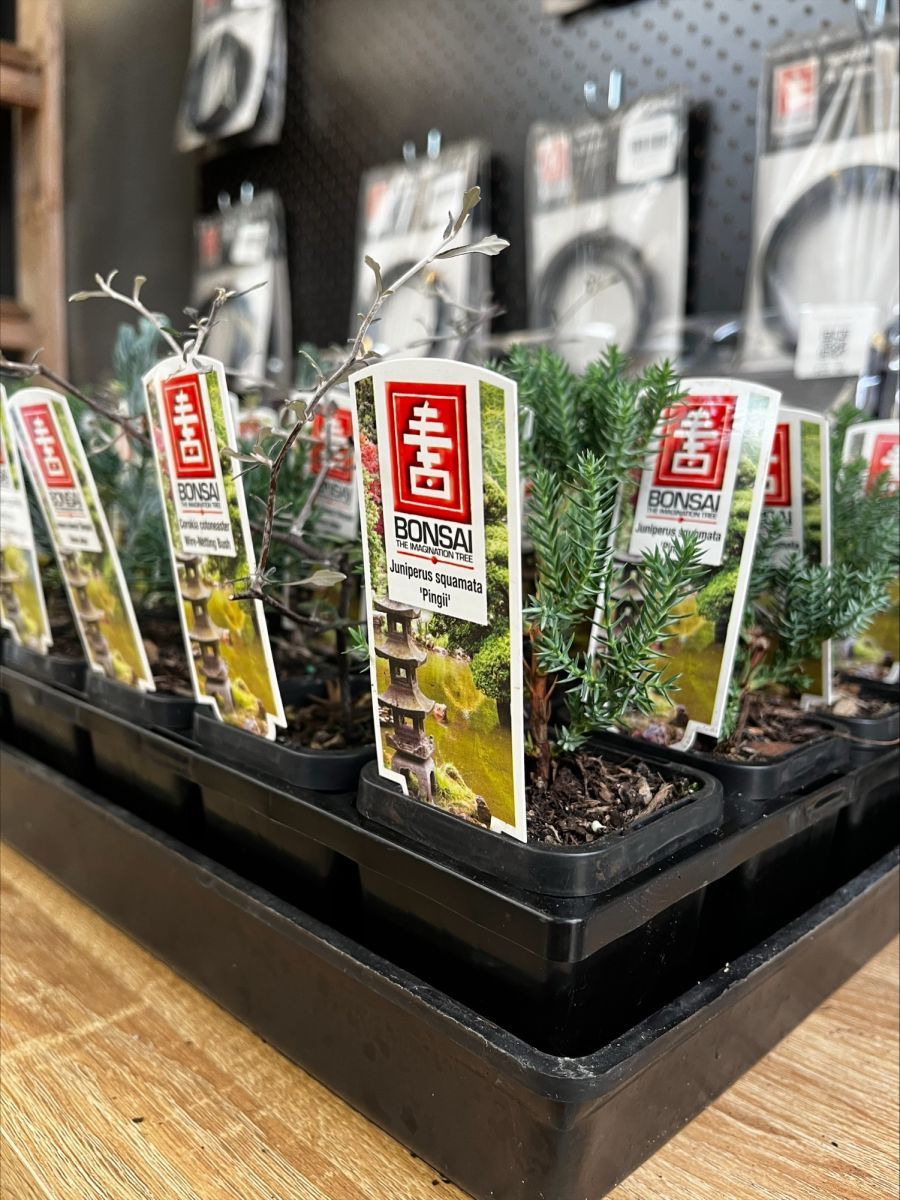 {Bonsai Starter Assorted Species}