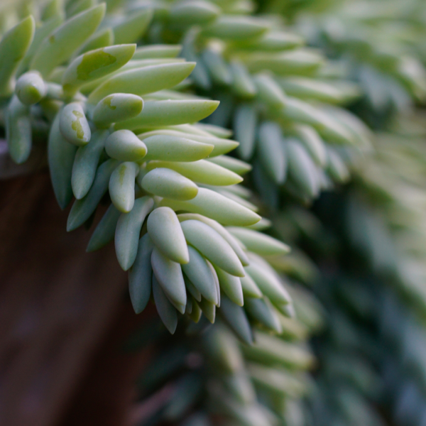 Sedum morganianum {Donkey Tails}