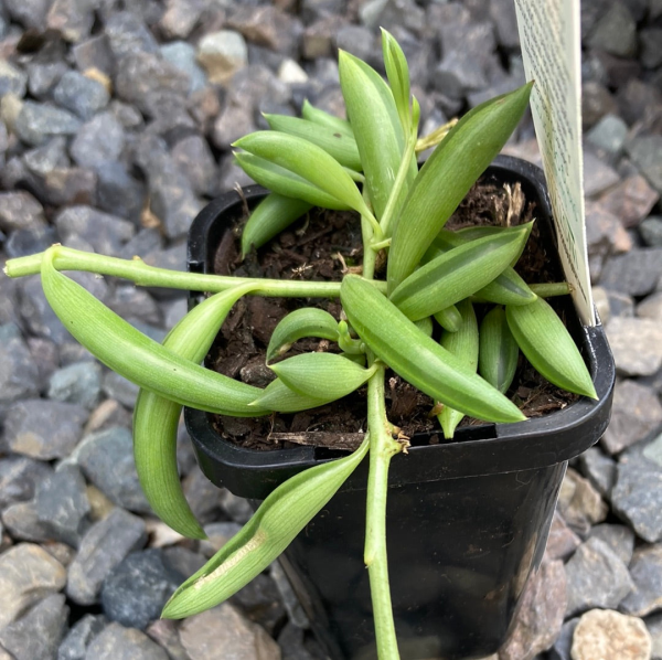 Senecio radicans {String of Bananas}